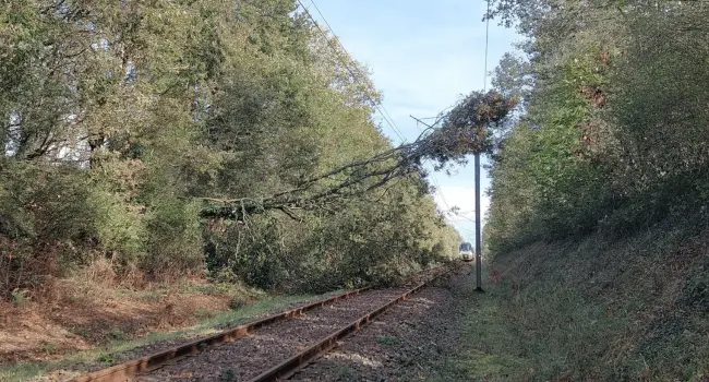 Un arbre qui est tombé sur un caténaire sur la ligne La-Roche-sur-Yon - Sables d'Olonne | Image transmise à Nantes Info par SNCF PDL