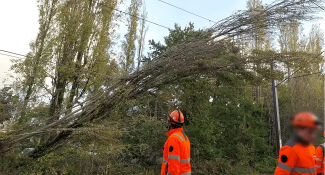 Des agents sur la ligne SNCF Nantes-Angers après la chute d'un arbre | Image transmise à Nantes Info par SNCF PDL