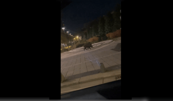 Un sanglier sur le cours des 50 otages à Nantes | Image transmise à INF Nantes par témoin