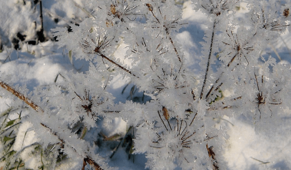 GIVRE, neige, froid, gel