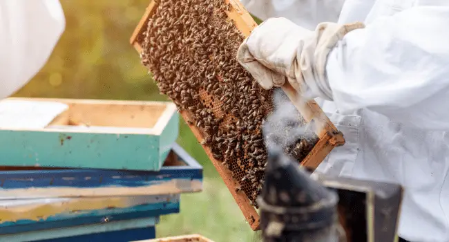 apiculteur miel