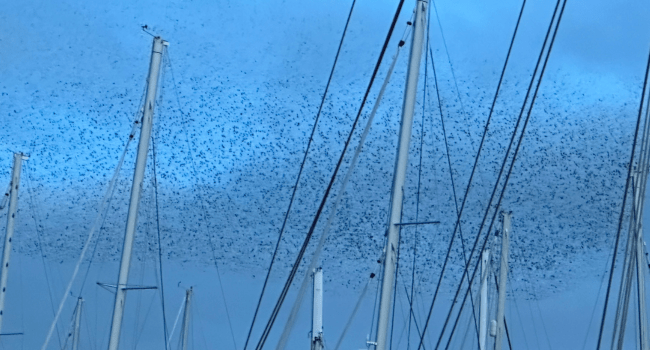 Des dizaines de milliers d'étourneaux sont dans le ciel de la Rochelle depuis la mi-décembre | TL - INF la Rochelle