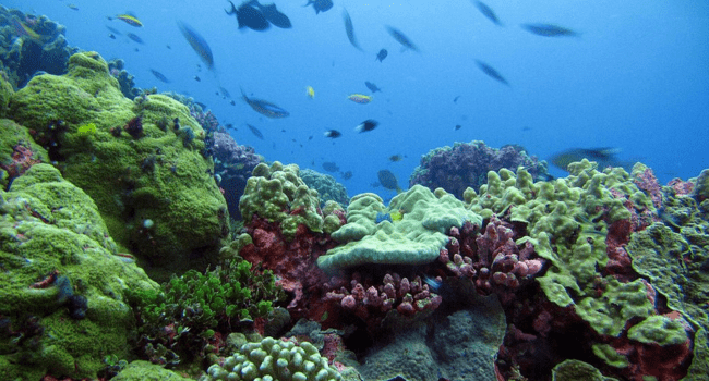 mer, océan, protection, corail, poisson
