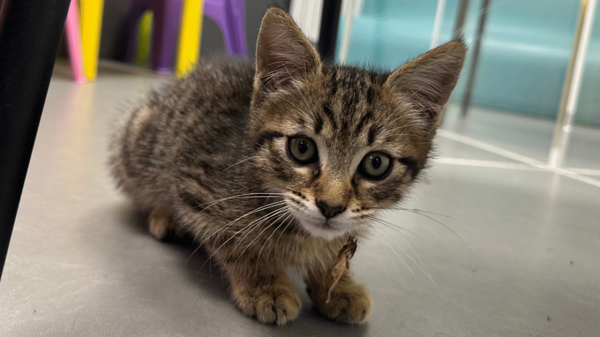 Cheops est le chaton du commissariat de La Rochelle | TL - INF la Rochelle