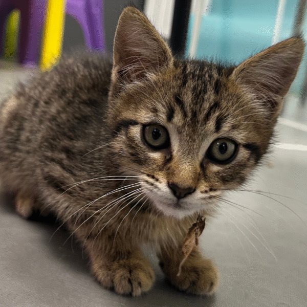 Cheops est le chaton du commissariat de La Rochelle | TL - INF la Rochelle