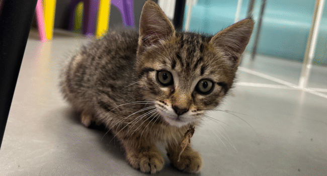 Cheops est le chaton du commissariat de La Rochelle | TL - INF la Rochelle