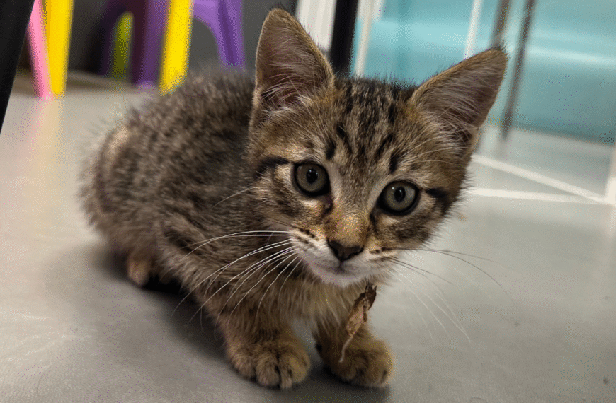 Cheops est le chaton du commissariat de La Rochelle | TL - INF la Rochelle