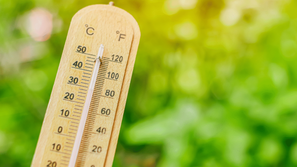 canicule, température, thermomètre