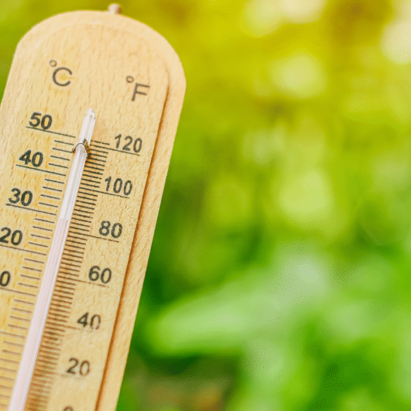 canicule, température, thermomètre