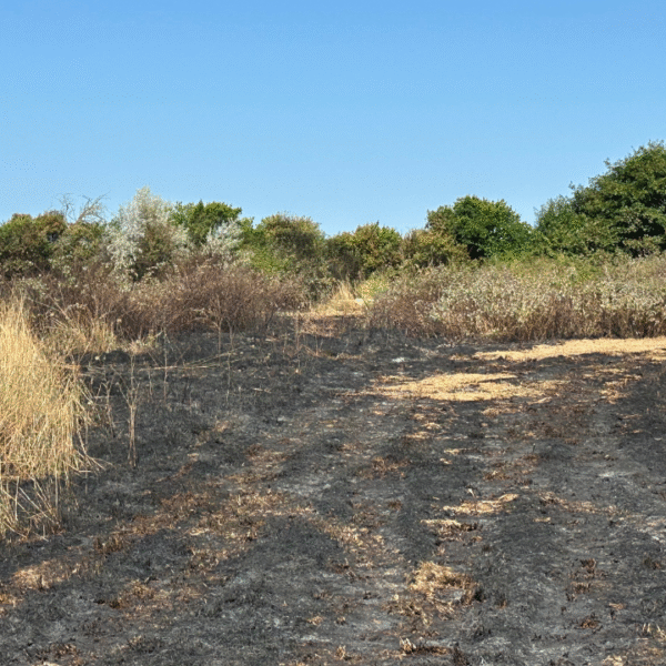 Un champ a brûlé suite à l'incendie du véhicule | TL - INF La Rochelle