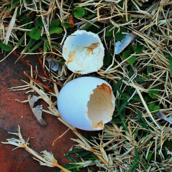 coquille d'oeuf, œuf