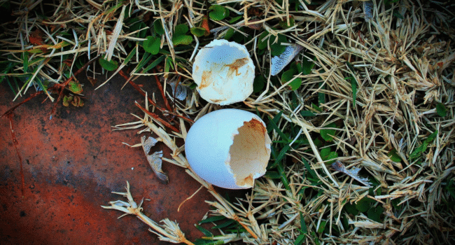 coquille d'oeuf, œuf