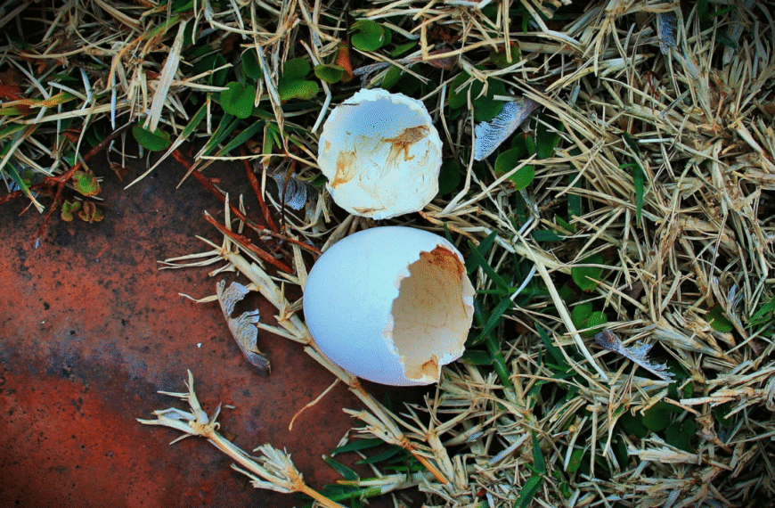 coquille d'oeuf, œuf