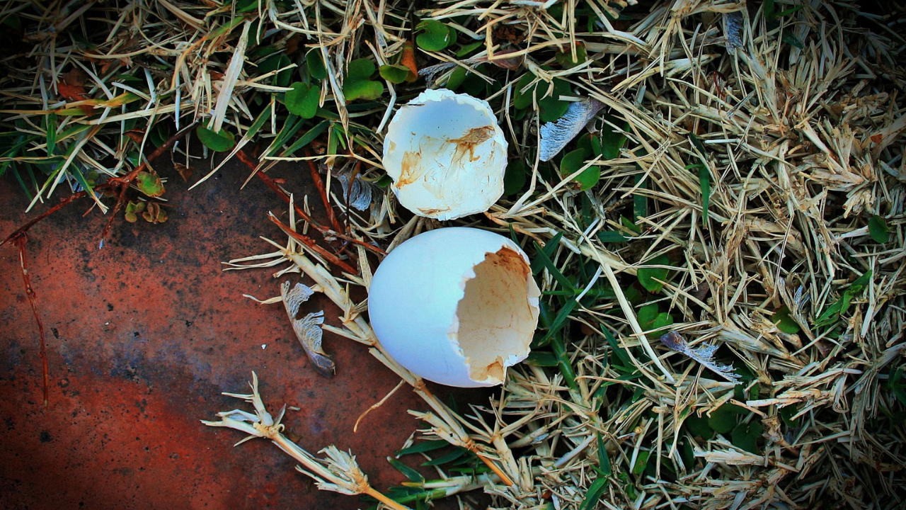 coquille d'oeuf, œuf