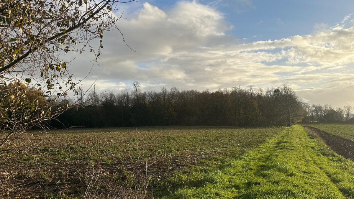 599 arbres pourraient être abattu dans le bois de la Faucherie | TL - INF la Rochelle