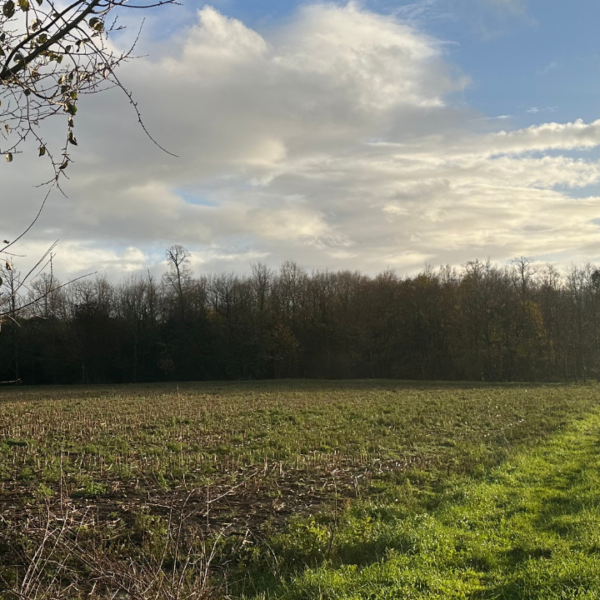 599 arbres pourraient être abattu dans le bois de la Faucherie | TL - INF la Rochelle