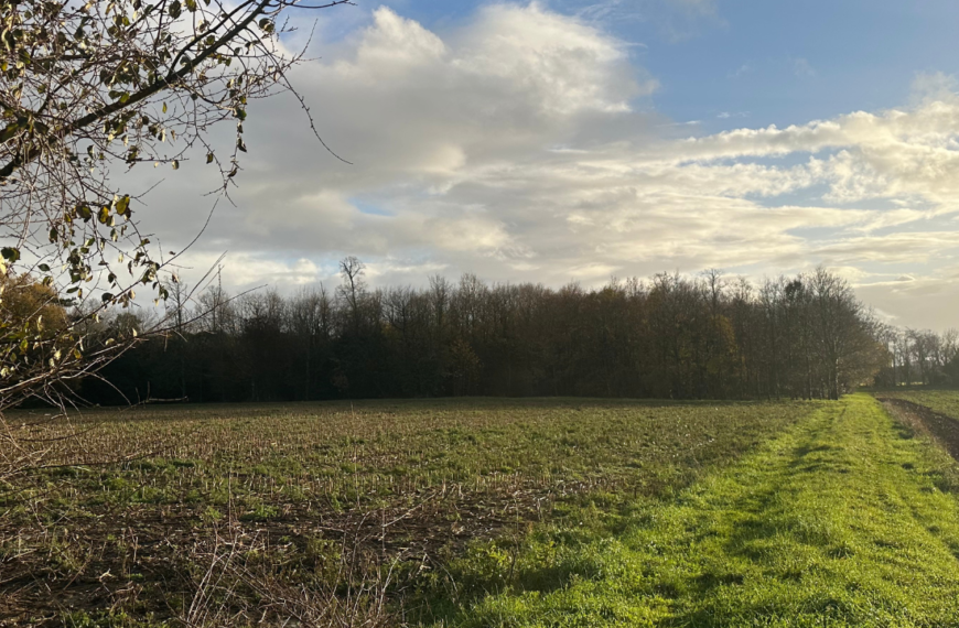 599 arbres pourraient être abattu dans le bois de la Faucherie | TL - INF la Rochelle