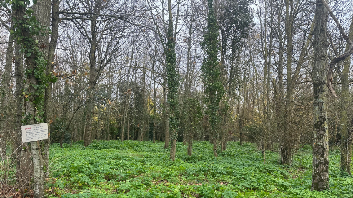 Le bois de la Faucherie, qui jouxte l'aéroport de La Rochelle | TL - INF la Rochelle
