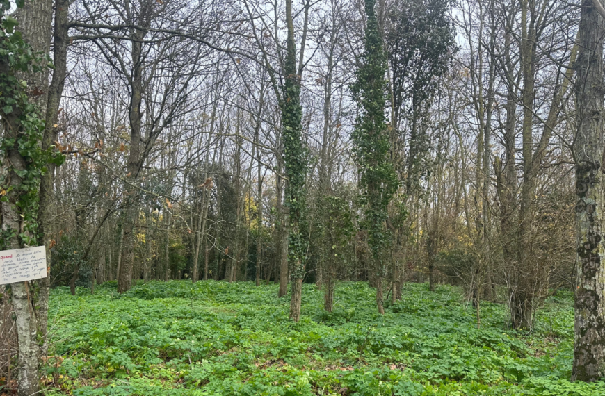 Le bois de la Faucherie, qui jouxte l'aéroport de La Rochelle | TL - INF la Rochelle