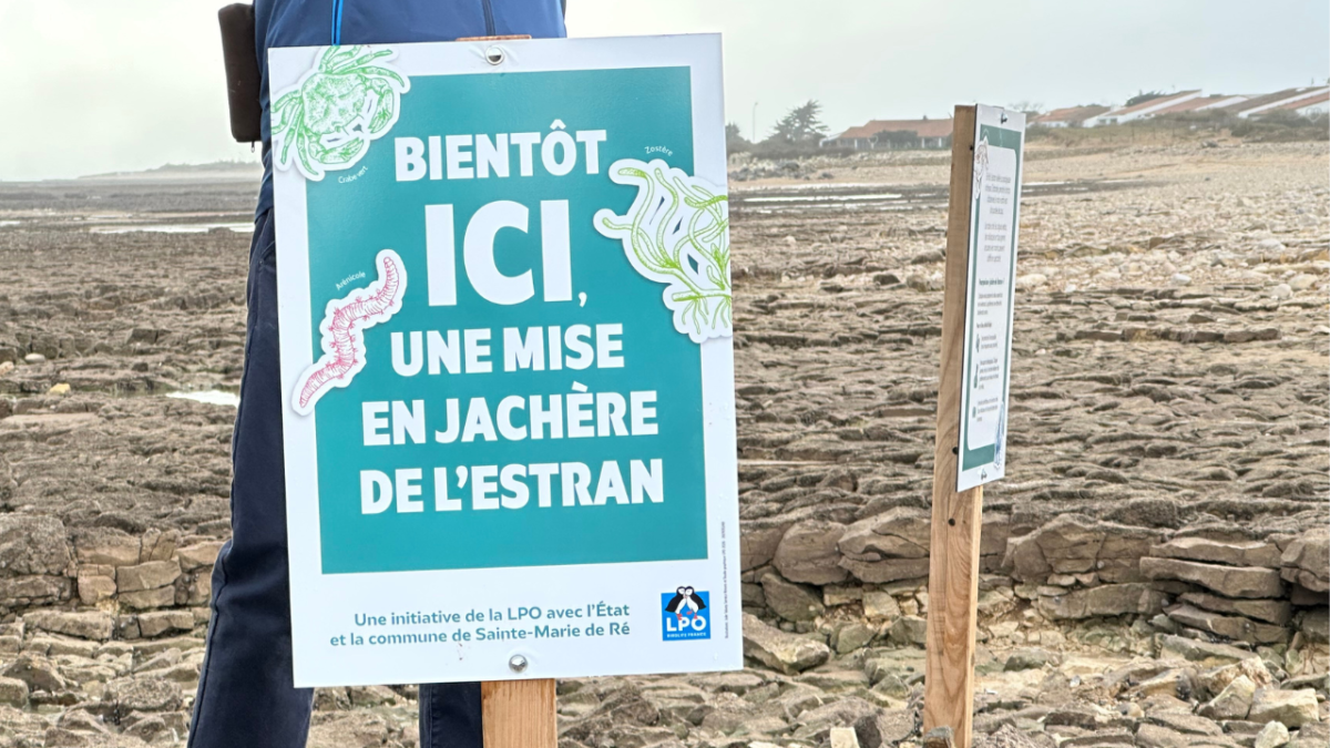 Une mise en jachère de l’estran de Sainte-Marie-de-Ré | TL – INF La Rochelle