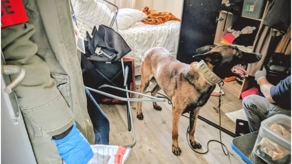 Les saisies sont importantes, chien, police, perquisition, appartement | DR