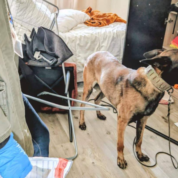 Les saisies sont importantes, chien, police, perquisition, appartement | DR