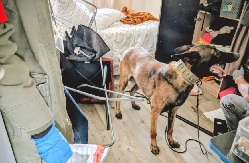 Les saisies sont importantes, chien, police, perquisition, appartement | DR