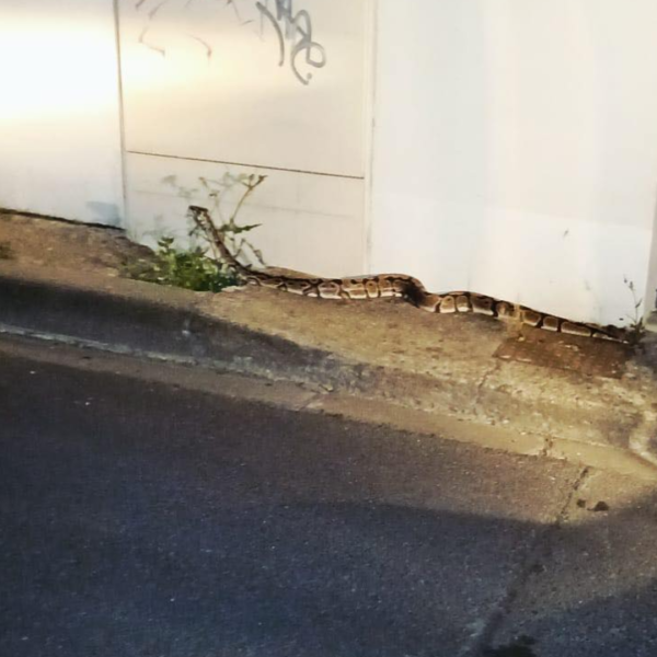 Le serpent se serait échappé selon la maire d'Aytré | Facebook - Pet Alert 17