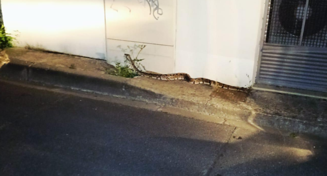 Le serpent se serait échappé selon la maire d'Aytré | Facebook - Pet Alert 17