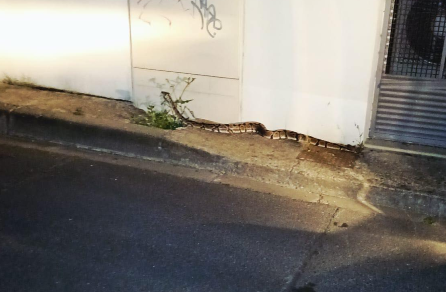 Le serpent se serait échappé selon la maire d'Aytré | Facebook - Pet Alert 17