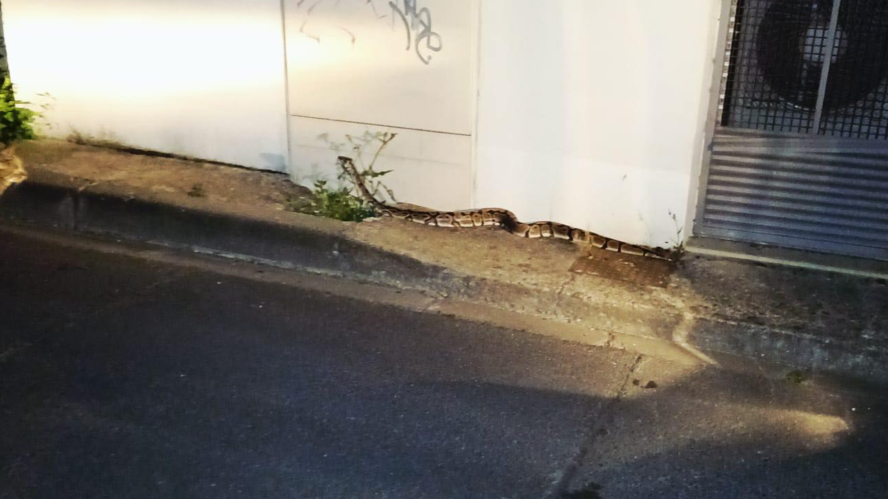 Le serpent se serait échappé selon la maire d'Aytré | Facebook - Pet Alert 17