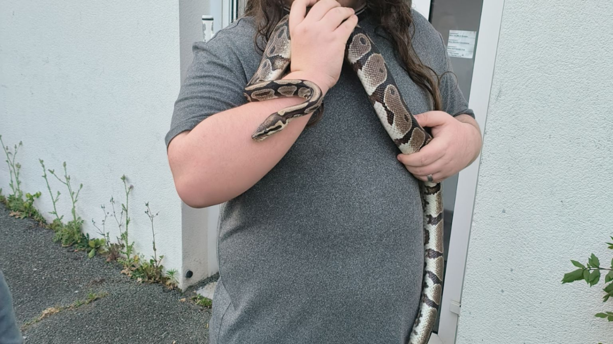 Le jeune homme n'a pas hésite et à récupérer le reptile qu'il avait retrouvé | TL - INF LR