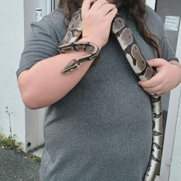 Le jeune homme n'a pas hésite et à récupérer le reptile qu'il avait retrouvé | TL - INF LR