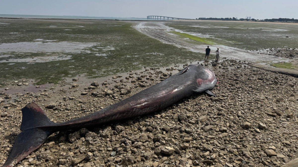 La baleine s'est échoué à Rivedoux, une première pour cette commune | TL - INF LR