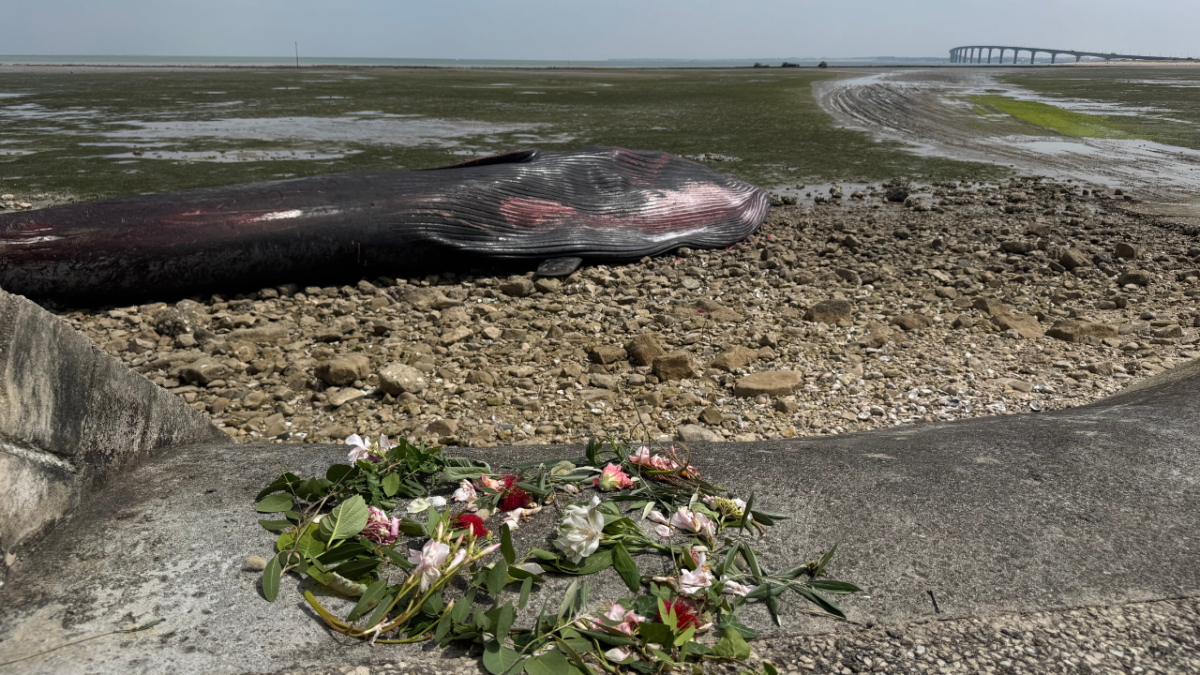 baleine, île de ré, rivedoux-plage, cétacé