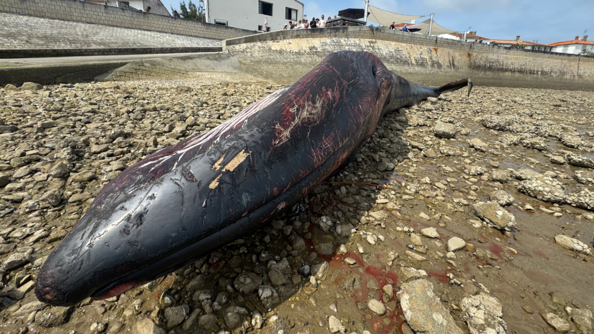 baleine, cétacé, rivedoux-plage, île de ré