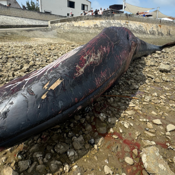 baleine, cétacé, rivedoux-plage, île de ré