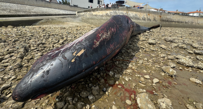 baleine, cétacé, rivedoux-plage, île de ré