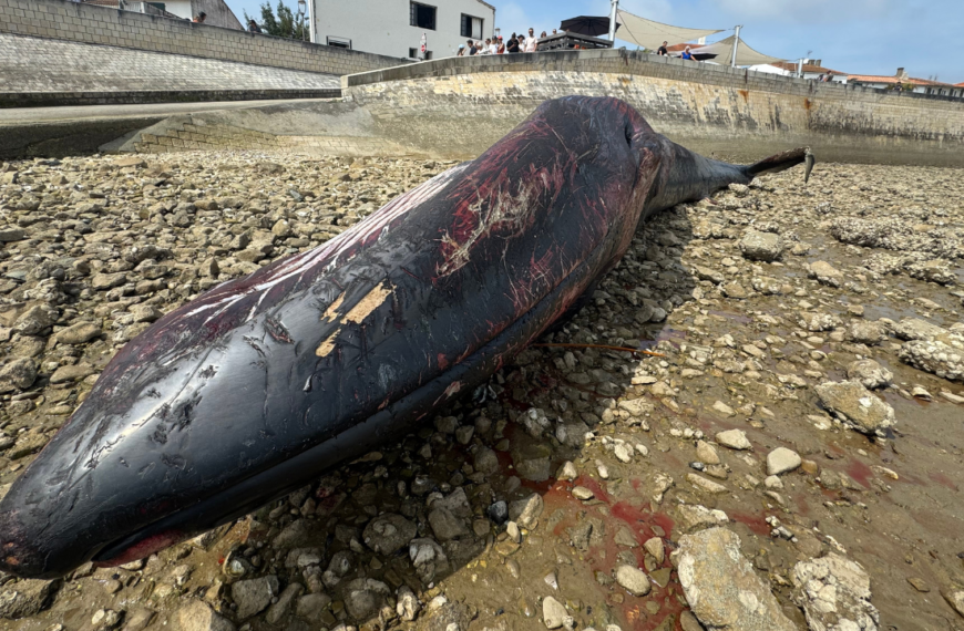 baleine, cétacé, rivedoux-plage, île de ré