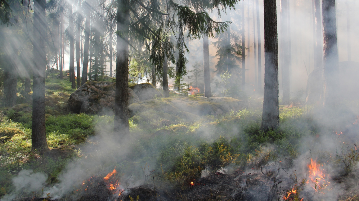 feu de forêt, incendie, pompiers, feu,