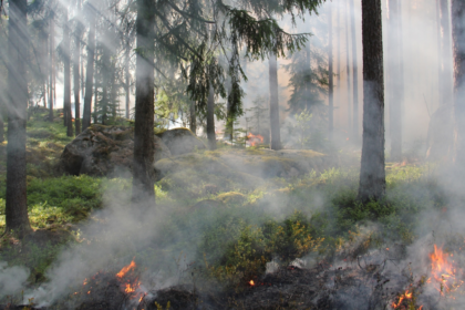 feu de forêt, incendie, pompiers, feu,
