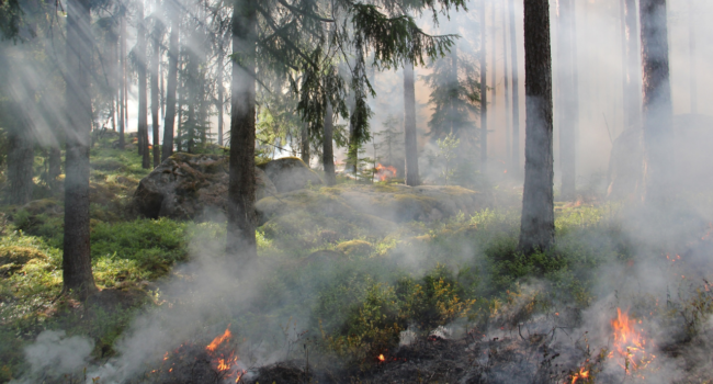 feu de forêt, incendie, pompiers, feu,