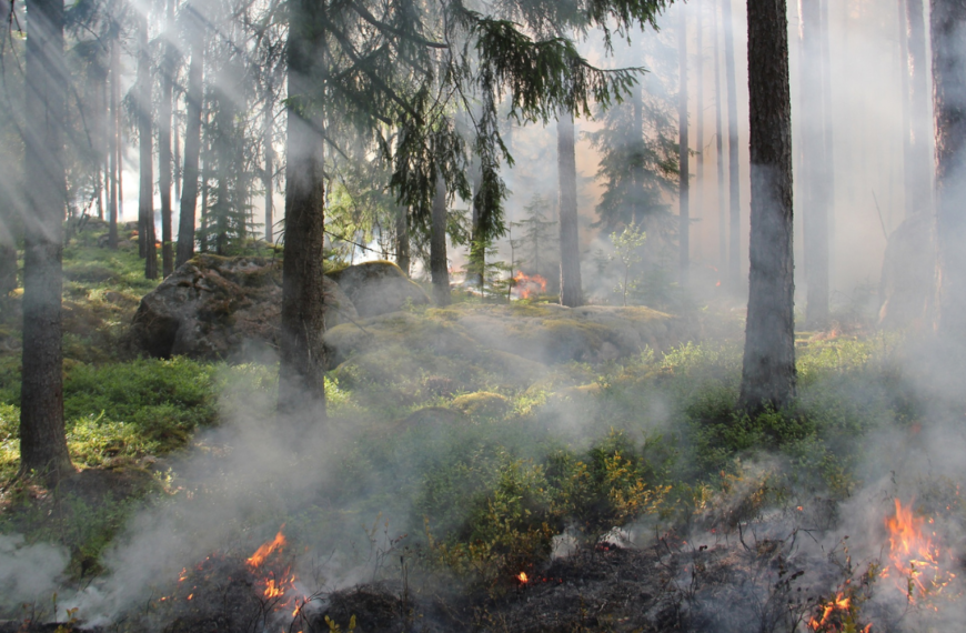feu de forêt, incendie, pompiers, feu,