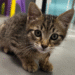 Cheops est le chaton du commissariat de La Rochelle | TL - INF la Rochelle