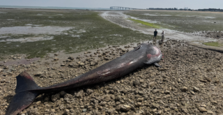 La baleine s'est échoué à Rivedoux, une première pour cette commune | TL - INF LR