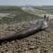 La baleine s'est échoué à Rivedoux, une première pour cette commune | TL - INF LR